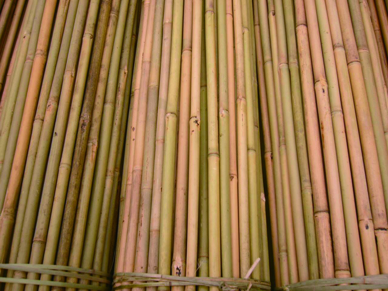 BambooPole004